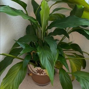 Meet your Posher, Pamela